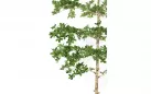 Sztuczna roślina doniczkowa o pittosporum 1