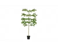 Sztuczna roślina doniczkowa o pittosporum 1