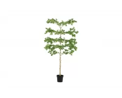 Sztuczna roślina doniczkowa o pittosporum 1