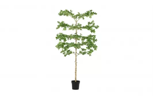 Sztuczna roślina doniczkowa o pittosporum 1