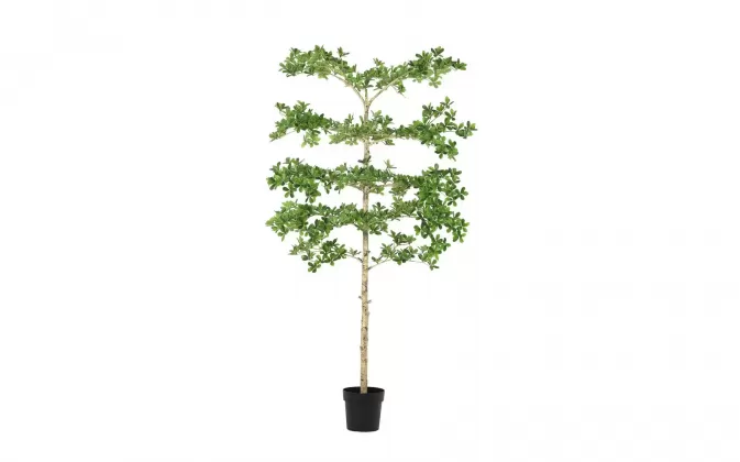 Sztuczna roślina doniczkowa o pittosporum 1