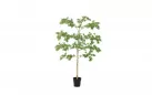 Sztuczna roślina doniczkowa o pittosporum 160 cm
