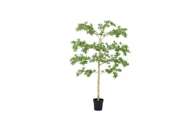 Sztuczna roślina doniczkowa o pittosporum 160 cm