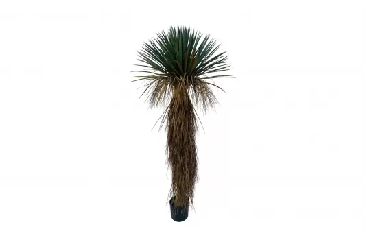 JUKA ROSTRATA Sztuczna roślina dekoracyjna 180 cm JUKA ROSTRATA Sztuczna roślina dekoracyjna 180 cm