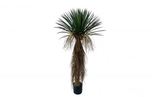 Sztuczna roślina doniczkowa dekoracyjna juka rostrata 150 cm Sztuczna roślina doniczkowa dekoracyjna juka rostrata 150 cm