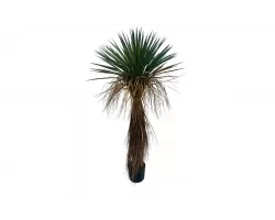 JUKA ROSTRATA Sztuczna roślina dekoracyjna 120 cm