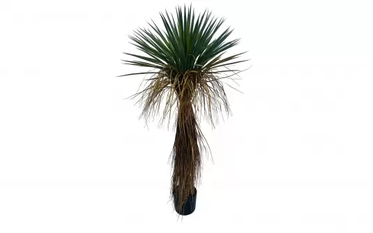 JUKA ROSTRATA Sztuczna roślina dekoracyjna 120 cm JUKA ROSTRATA Sztuczna roślina dekoracyjna 120 cm