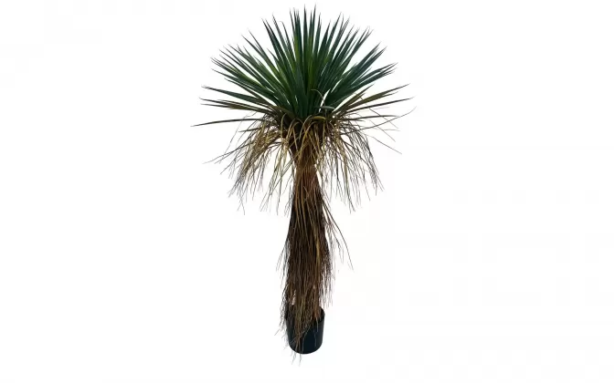 JUKA ROSTRATA Sztuczna roślina dekoracyjna 120 cm
