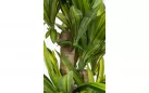 DRACENA Sztuczna roślina dekoracyjna 150 cm