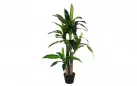 DRACENA Sztuczna roślina dekoracyjna 110 cm / 65 liści